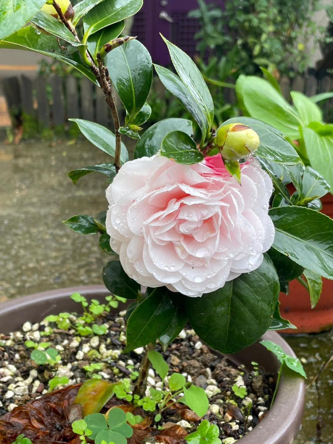 Nantou Fruit House Apartment Ren'ai Exterior photo